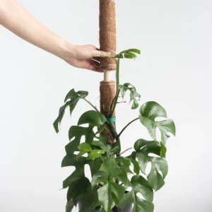 28cococoirpoleextension 576x.webp