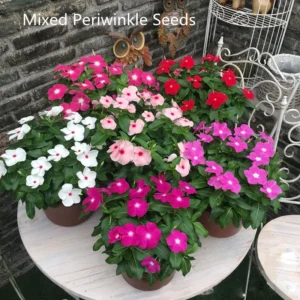 sg 11134201 821fm mgu6zr9ufea1ae.webp